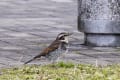 紫川河畔公園の野鳥たち_150112