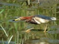 思い出の野鳥たち…