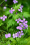 ５月の花、秋の花