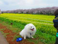 2013-03-30【桜まつり☆埼玉県（権現堂堤）】