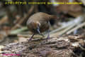 [20]Spot-breasted Laughingthrush14Mar2013-01a-s.jpg