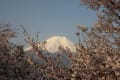 桜と富士山