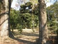 神代植物園にあるユリノキの巨木3本　　right wise