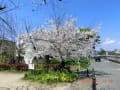 天竺川堤防の桜