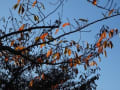 隅田川沿いを・・・散歩、桜の葉っぱ、青空～