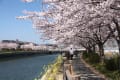 金山川の桜