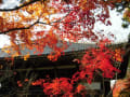 加東市　清水寺の紅葉