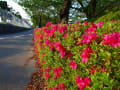 ツツジと葉桜と…