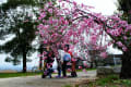 大津膳所公園の桜満開に