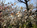 梅の花咲く公園