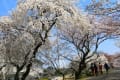 [7]3.26一宮木曽川堤の桜 (34) (1024x683).jpg