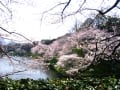 千鳥ヶ淵の桜