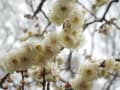 japanese apricot at Osaka