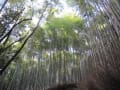 京都散策・・・渡月橋～亀山公園～竹林～