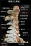 [10]2-2-3-頸椎の側面. - コピー.jpg