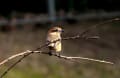 散歩道の野鳥たち