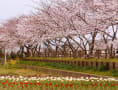 27年　金山川土手の桜