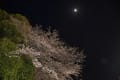 つくば市の夜桜2015