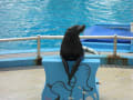 シンガポールに行ってきました　３　水族館のはしご