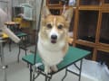 トリミング犬ご紹介（お泊まり中のトリミングもお得です。）