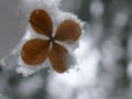 雪に匂う　～山アジサイ～　