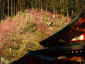 大縣神社梅園