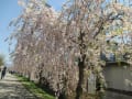 喜多方しだれ桜散歩道