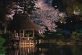 夜桜 ライトアップ・縮景園　170409