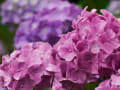 三渓園の花菖蒲と紫陽花