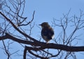 空色鳥撮りⅡ　近くの虎浜の野鳥達Ⅲ(2月21日撮)　ギンムクドリ近写・ヒレンジャク