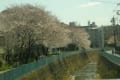 4月8日　春の川崎市麻生区の桜を撮影