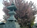 白井宿八重桜　2015年4月27日