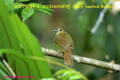 [16]Hairy-backed Bulbul23Apr2014-03a-s.jpg