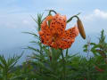 Wildflowers on the My,Ibuki 伊吹山の山野草