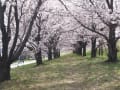 [4]荒川堤防　戸田公園横　桜のトンネル