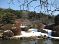 雪とウメの小石川植物園を散策