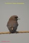 [7]Ashy Woodswallow27Feb2012-01p-s.jpg