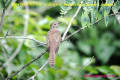 [39]Banded Bay Cuckoo2Jul2013-03a-s.jpg