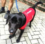 香港の犬　日本の犬　旅で出会った犬