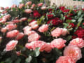 花フェスタ記念公園バラ祭り2019春