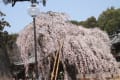 2012 氷室神社の桜