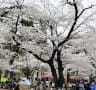 [7]大宮公園の桜は満開状態