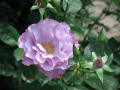 阿蘇　内牧の薔薇園へ行きました。沢山の種類の薔薇の花見事でした。
