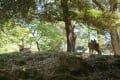 奈良　鹿と萬葉植物園　藤の花