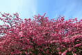 鍋島邸の緋寒桜と梅