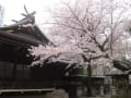 新宿西口の桜