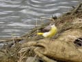 [13]キセキレイ Grey Wagtail