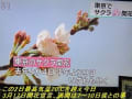 平成30年開花宣言から葉桜まで