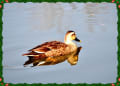 万博公園でみかけた野鳥