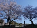 桜を追って水府から外大野へ